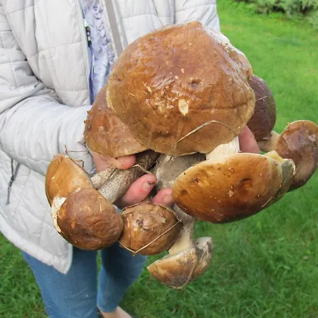 بيت للعطل Na Lesnej Polanie